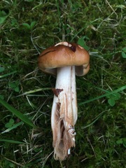 Tricholoma ustale