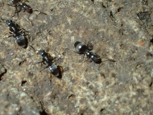 iNaturalist observation photo of Odorous House Ant
