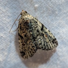 Maliattha concinnimacula