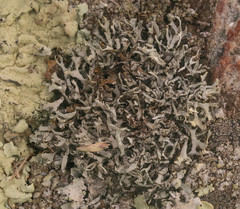 Heterodermia leucomelos