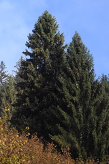 Picea abies abies