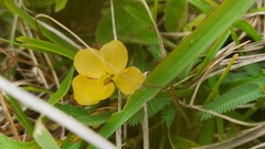 Chamaecrista capensis