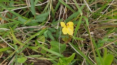 Chamaecrista capensis