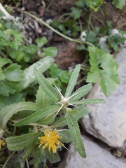 Centaurea hyalolepis