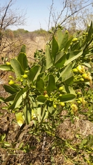 Anisocapparis speciosa