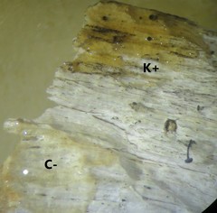 Chaenothecopsis