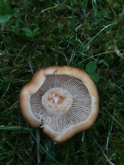 Tricholoma ustale
