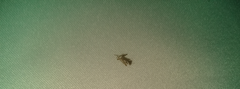 Stagmatoptera femoralis