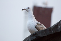 Larus michahellis