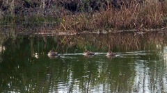 Lophodytes cucullatus