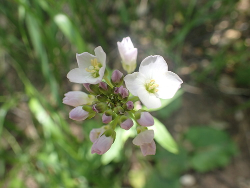iNaturalist observation photo of milkmaids