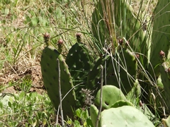 Opuntia bonaerensis