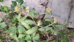 Centaurea hyalolepis