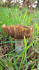 Russula adusta