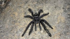 Avicularia purpurea