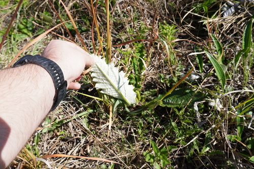 Image of Berkheya radula by (c) Matthew Fainman, some rights reserved (CC BY)