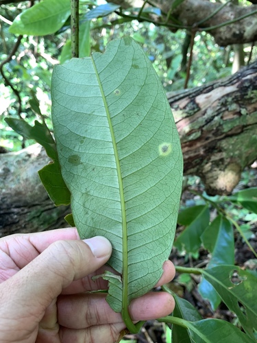 Image of Myristica Ceylanica (Myristica ceylanica) by (c) 呂一起(Lu i-chi), some rights reserved (CC BY)