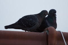 Columba livia domestica
