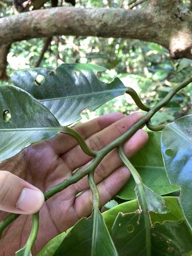 Image of Myristica Ceylanica (Myristica ceylanica) by (c) 呂一起(Lu i-chi), some rights reserved (CC BY)