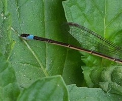 Ischnura