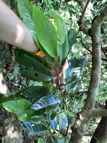 Image of Myristica Ceylanica (Myristica ceylanica) by (c) 呂一起(Lu i-chi), some rights reserved (CC BY)