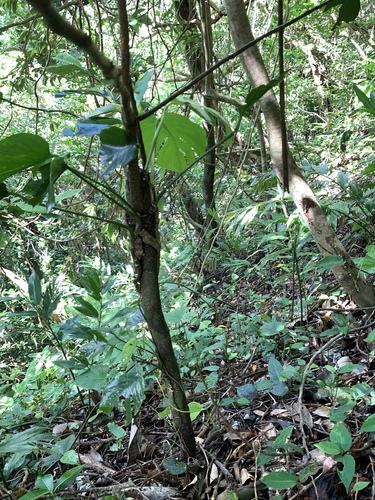 Image of Myristica Ceylanica (Myristica ceylanica) by (c) 呂一起(Lu i-chi), some rights reserved (CC BY)