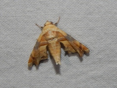 Eutelia callichroma