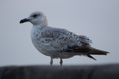 Larus michahellis