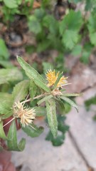 Centaurea hyalolepis