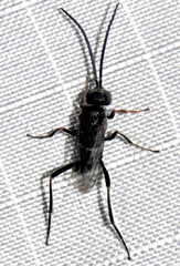 Evaniella semaeoda