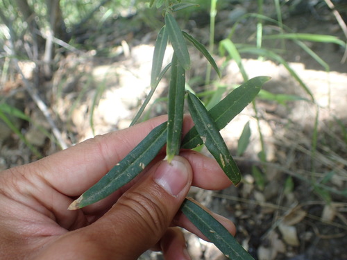 iNaturalist observation photo of Fish's milkwort