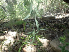 Rhinotropis cornuta fishiae