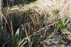 Crepis hypochaeridea