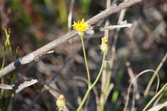 Crepis hypochaeridea