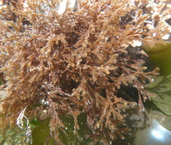 Microcladia borealis