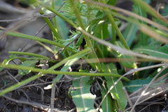 Crepis hypochaeridea