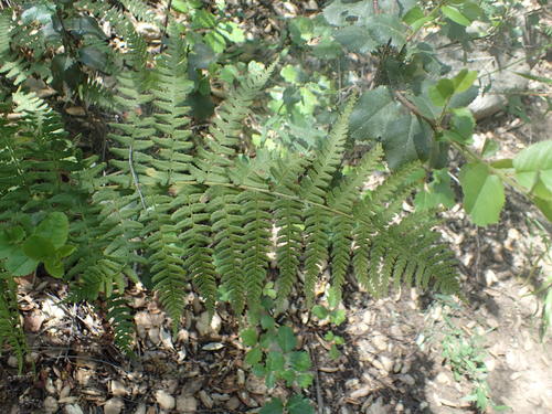 iNaturalist observation photo of coastal woodfern