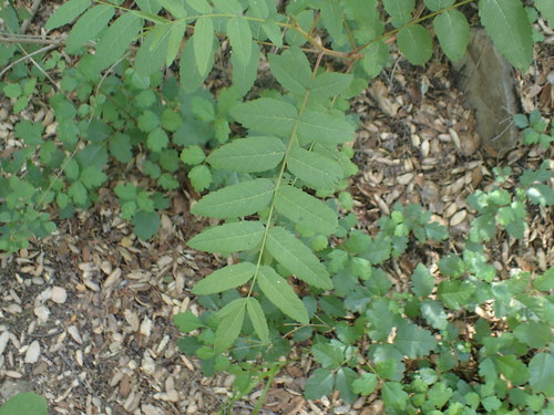 iNaturalist observation photo of Southern California Walnut