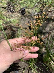 Juncus oxycarpus