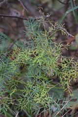 Peucedanum austriacum