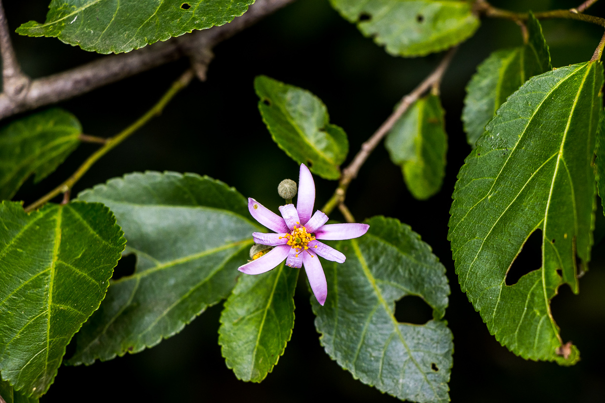 Grewia occidentalis