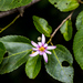 Flor de Cruz Sudafricana - Photo (c) graham_g, algunos derechos reservados (CC BY-NC)