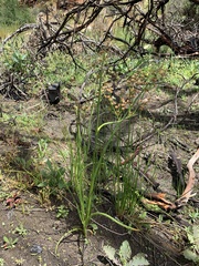 Juncus oxycarpus