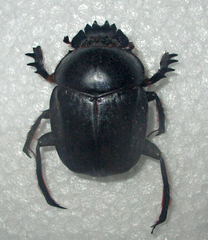 Scarabaeus ambiguus