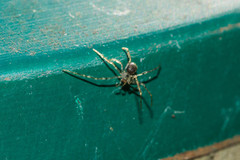 Nesticidae