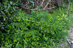 Indigofera micrantha