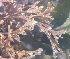 Microcladia borealis