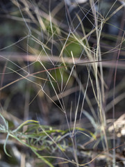 Aristida oligantha