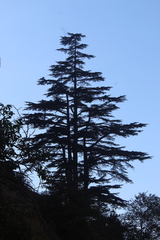 Cedrus libani