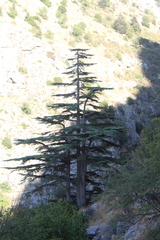 Cedrus libani